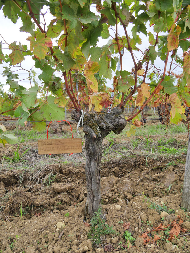 Виноградник на урожай